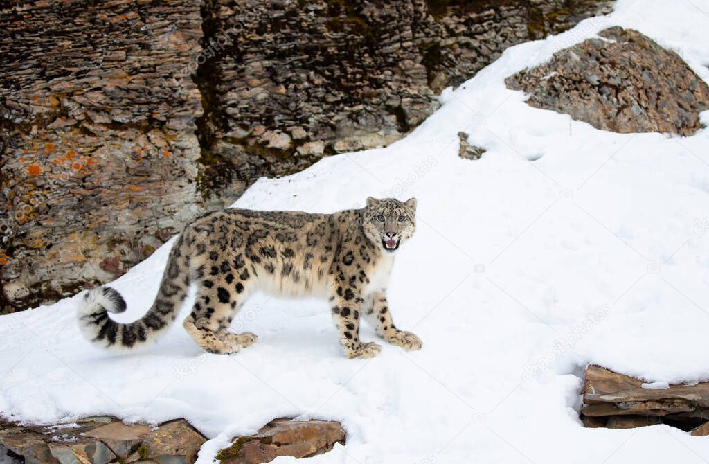 Snow leopard (Panthera uncia) walking on a snow covered rocky cliff in winter in Montana, USA