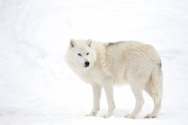 Kuzey Kutup Kurdu beyaz arka planda izole edilmiş Kanada 'da kış karında ayakta duruyor
