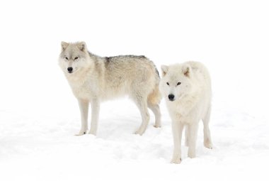 İki kutup kurdu, beyaz arka planda izole edilmiş. Kanada 'da kış karında duruyorlar.