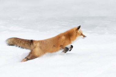 Kızıl tilki, Kanada 'daki Algonquin Parkı' nda yeni yağan karda beyaz arka planda kıpkırmızı bir kuyruğu vardı.