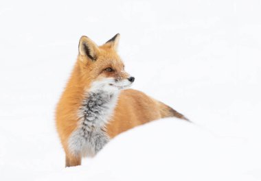Kızıl tilki Vulpes vulpes, beyaz arka planda izole edilmiş tüylü kuyruğuyla kışın Algonquin Park, Kanada 'da yeni yağan karların arasında avlanıyor.