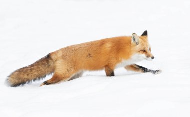 Kızıl tilki, Kanada 'daki Algonquin Parkı' nda yeni yağan karda beyaz arka planda kıpkırmızı bir kuyruğu vardı.