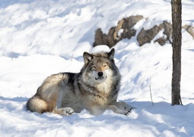 Yalnız bir Kereste Kurt ya da Gri Kurt Deri Lupisi Kanada 'da kışın karın altında beyaz arka planda izole edilmiş.