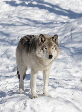 A lone Timber wolf walking in the winter snow in Canada