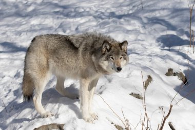 Yalnız bir Kereste Kurt ya da Gri Kurt Deri Lupisi Kanada 'da kışın karın altında beyaz arka planda izole edilmiş.