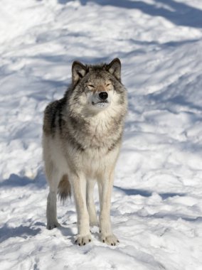 Yalnız bir Kereste Kurt ya da Gri Kurt Deri Lupisi Kanada 'da kışın karın altında beyaz arka planda izole edilmiş.