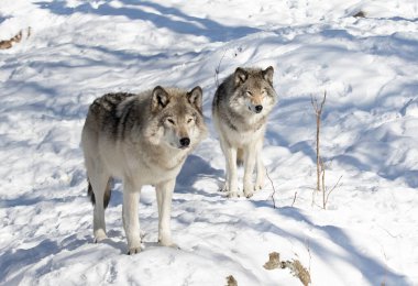 İki Kereste Kurdu veya Gri Kurtlar Kanada 'da kış karının üzerinde duran Canis Lupus
