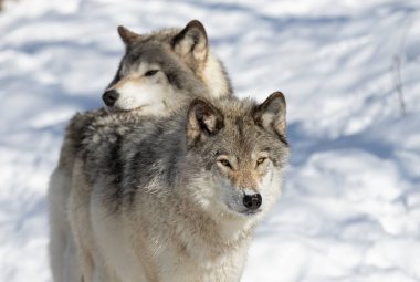 İki Kereste Kurdu veya Gri Kurtlar Kanada 'da kış karının üzerinde duran Canis Lupus