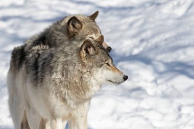İki Kereste Kurdu veya Gri Kurtlar Kanada 'da kış karının üzerinde duran Canis Lupus