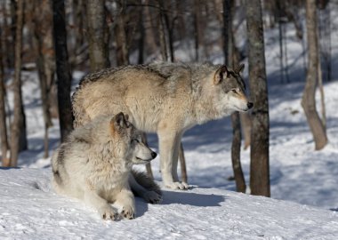 İki Kereste Kurdu veya Gri Kurtlar Kanada 'da kış karının üzerinde duran Canis Lupus