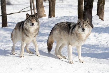 İki Kereste Kurdu veya Gri Kurtlar Kanada 'da kış karının üzerinde duran Canis Lupus