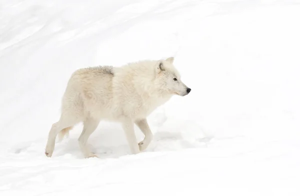 Loup Arctique Isolé Sur Fond Blanc Debout Dans Neige Hivernale — Photo