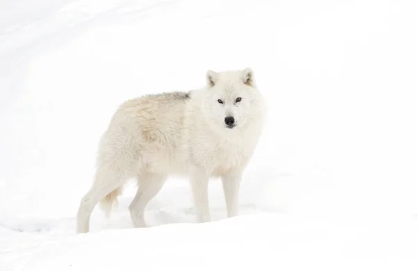 Lobo Ártico Aislado Sobre Fondo Blanco Parado Nieve Invernal Canadá —  Fotos de Stock