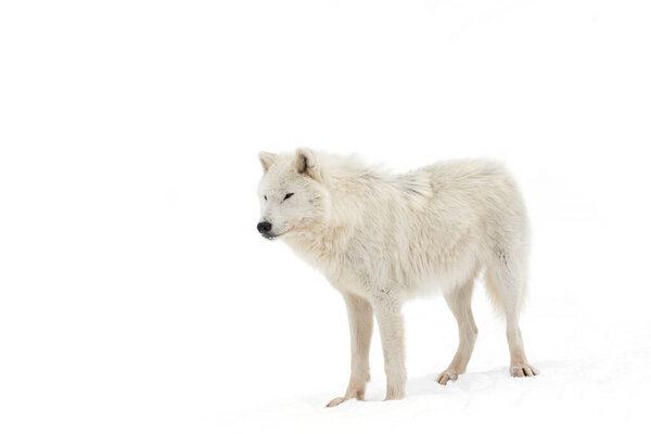 Arctic wolf isolated on white background standing in the winter snow in Canada