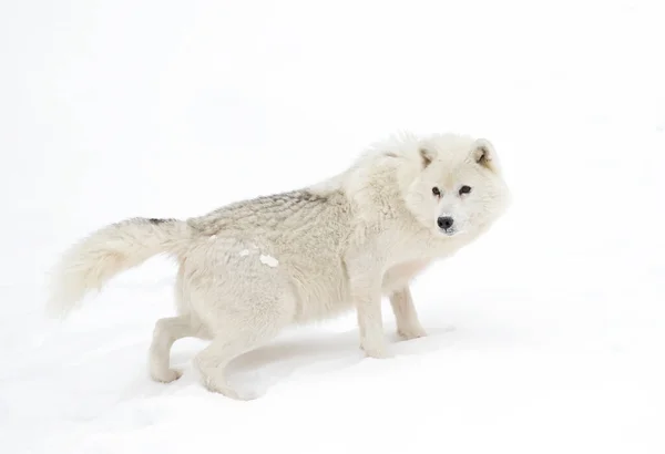 Lobo Ártico Aislado Sobre Fondo Blanco Parado Nieve Invernal Canadá —  Fotos de Stock