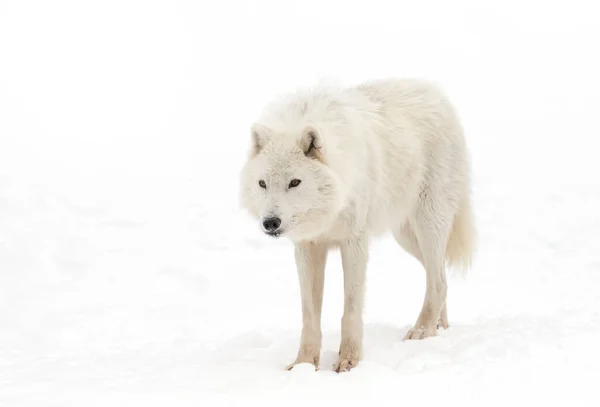 Lupo Artico Isolato Sfondo Bianco Piedi Nella Neve Invernale Canada — Foto Stock