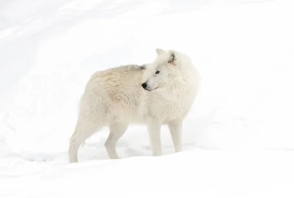 Lobo Ártico Aislado Sobre Fondo Blanco Parado Nieve Invernal Canadá —  Fotos de Stock