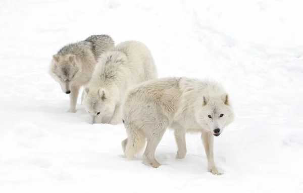 Retrato Três Lobos Árticos Vigilantes Brancos Isolados Contra Fundo Branco — Fotografia de Stock