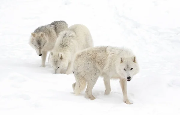 Portrait Three White Watchful Arctic Wolves Isolated White Background Standing — Stock Photo, Image