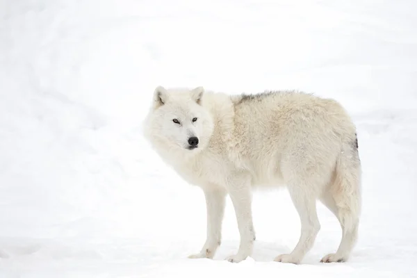 Lobo Ártico Aislado Sobre Fondo Blanco Parado Nieve Invernal Canadá —  Fotos de Stock