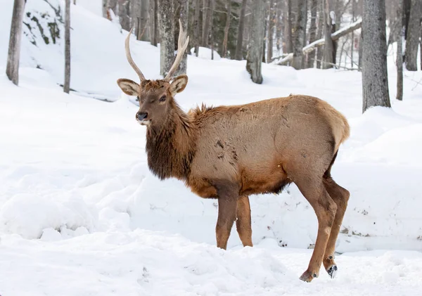 Bull Elk Large Antlers Isolated White Background Walking Winter Snow — Foto Stock