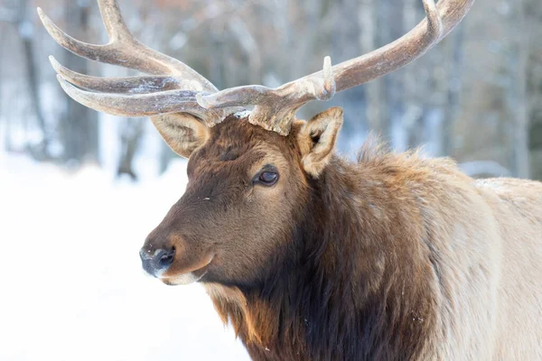 Bull Elk Large Antlers Isolated White Background Walking Winter Snow — Fotografia de Stock
