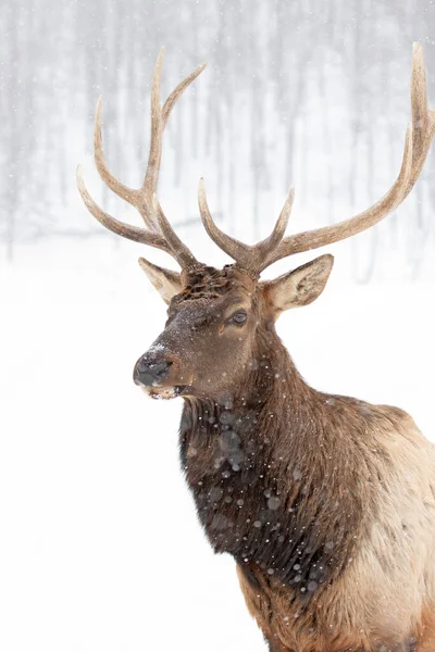 Bull Elk Large Antlers Isolated White Background Walking Winter Snow — Fotografia de Stock