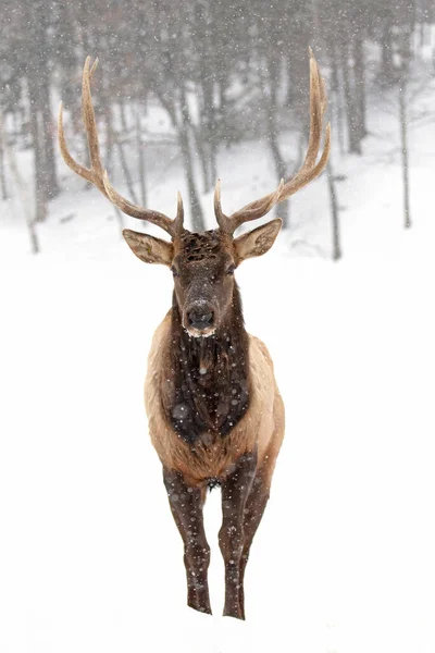 Bull Elk Large Antlers Isolated White Background Walking Winter Snow — Stockfoto