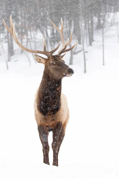 Bull Elk Large Antlers Isolated White Background Walking Winter Snow — Stockfoto