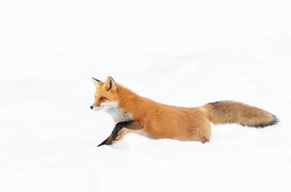 Red fox isolated on white background with a bushy tail running in the freshly fallen snow in Algonquin Park in Canada