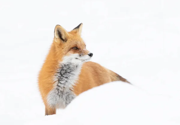 Rotfuchsgeier Mit Buschigem Schwanz Isoliert Auf Weißem Hintergrund Jagen Winter — Stockfoto