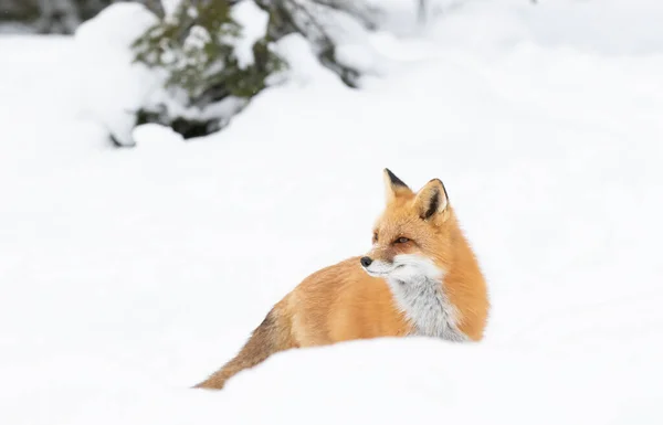 Красный Лис Vulpes Vulpes Длинным Хвостом Изолированным Белом Фоне Охотится — стоковое фото