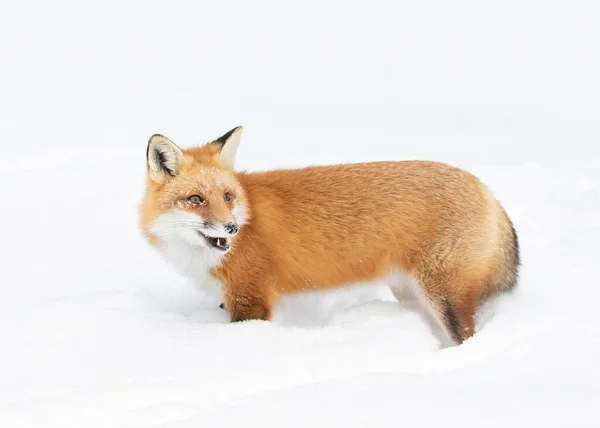 Red Fox Vulpes Vulpes Bushy Tail Isolated White Background Hunting — Stock Photo, Image