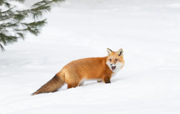 Красный Лис Vulpes Vulpes Длинным Хвостом Изолированным Белом Фоне Охотится — стоковое фото