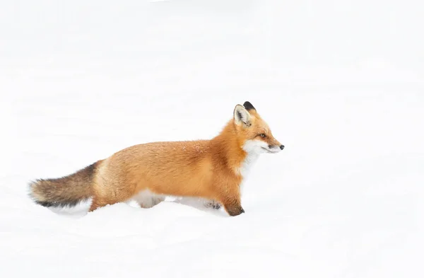 赤いキツネカナダのアルゴンキン公園で冬の新鮮な秋の雪を通して白い背景狩りに隔離された忙しい尾を持つ彫刻 — ストック写真