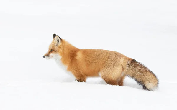 Red fox Vulpes vulpes with a bushy tail  isolated on white background hunting through the freshly fallen snow in winter in Algonquin Park, Canada