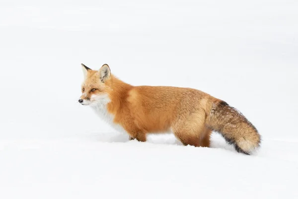 Czerwony Lis Vulpes Vulpes Krzaczastym Ogonem Odizolowany Białym Tle Polowanie — Zdjęcie stockowe