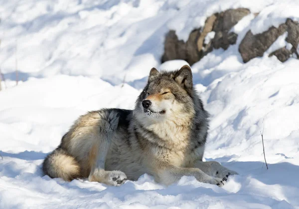 Osamělý Dřevěný Vlk Nebo Šedý Vlk Canis Lupus Izolované Bílém — Stock fotografie