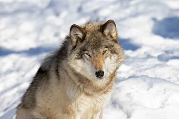 Волчанка Серого Волка Волка Серого Волка Белом Фоне Сидящего Снегу — стоковое фото