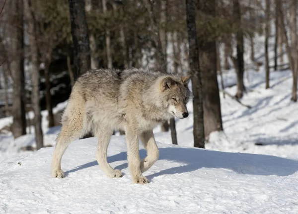 A lone Timber Wolf or Grey Wolf Canis lupus isolated on white background sitting in the snow in winter in Canada