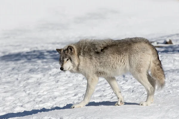 Een Eenzame Houtwolf Grijze Wolf Canis Lupus Geïsoleerd Witte Achtergrond — Stockfoto