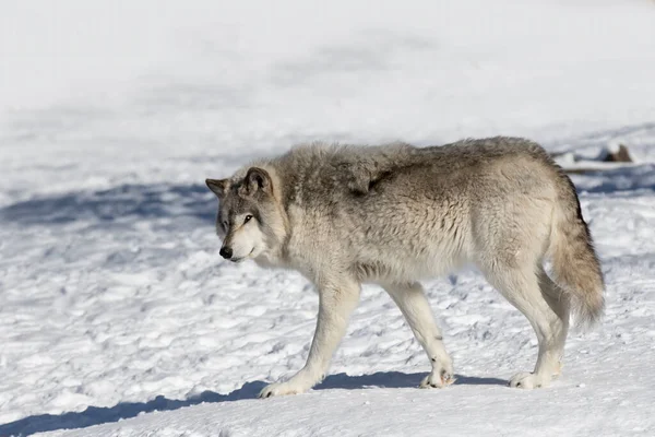 Lobo Solitário Madeira Lupus Grey Wolf Canis Isolado Fundo Branco — Fotografia de Stock