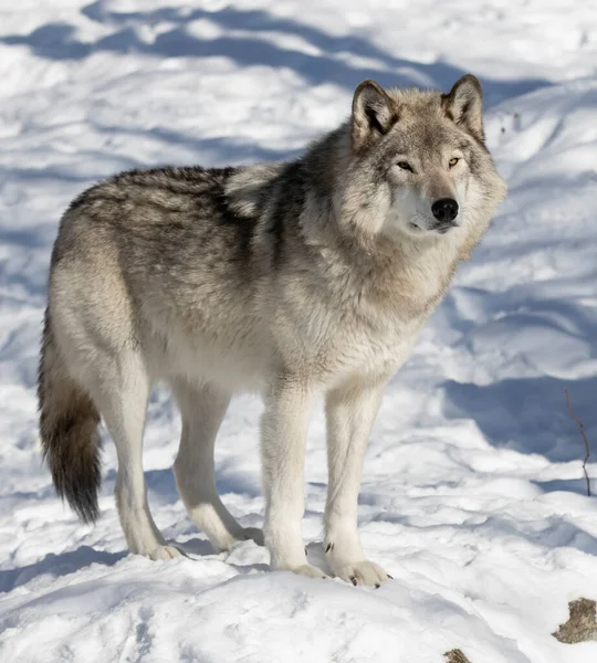 Een Eenzame Houtwolf Grijze Wolf Canis Lupus Geïsoleerd Witte Achtergrond — Stockfoto