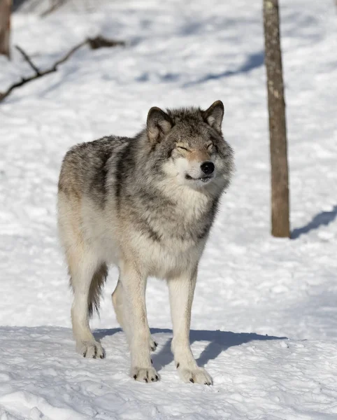 Osamělý Dřevěný Vlk Nebo Šedý Vlk Canis Lupus Izolované Bílém — Stock fotografie