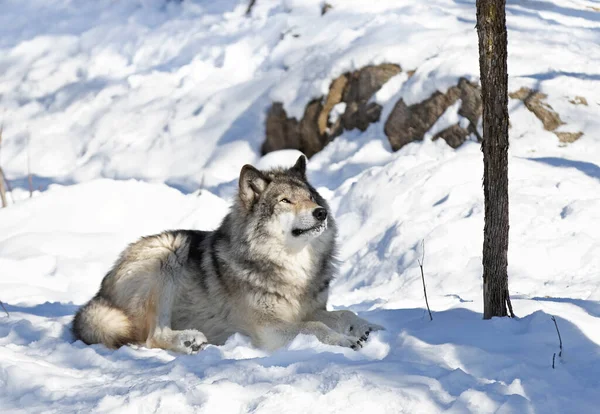 A lone Timber Wolf or Grey Wolf Canis lupus isolated on white background sitting in the snow in winter in Canada