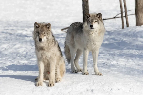 Dos Lobos Madera Lobos Grises Canis Lupus Pie Nieve Invierno — Foto de Stock