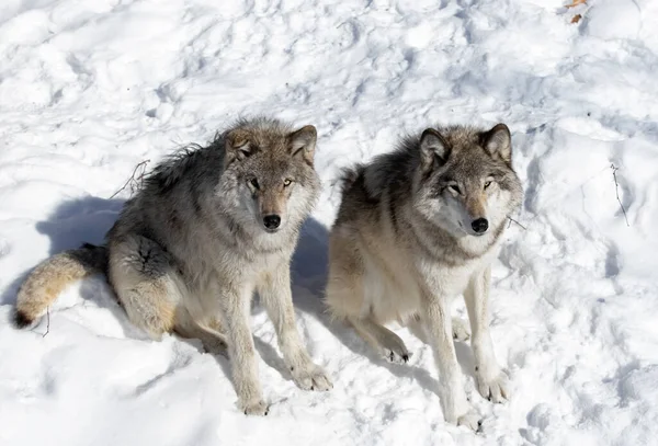 Два Лесных Волка Серые Волки Canis Волчанка Стоящие Зимний Снег — стоковое фото