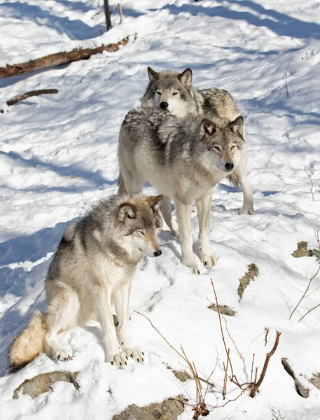 Ξυλόβιοι Λύκοι Γκρίζοι Λύκοι Canis Lupus Που Στέκονται Στο Χιόνι — Φωτογραφία Αρχείου