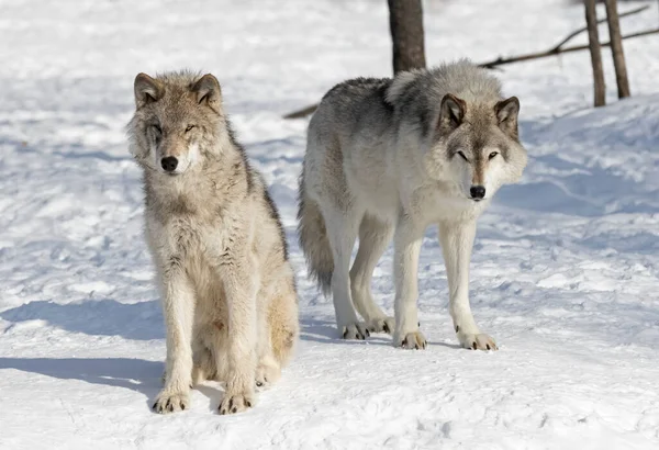 Dwa Wilki Drewniane Lub Wilki Szare Canis Lupus Stojący Śniegu — Zdjęcie stockowe