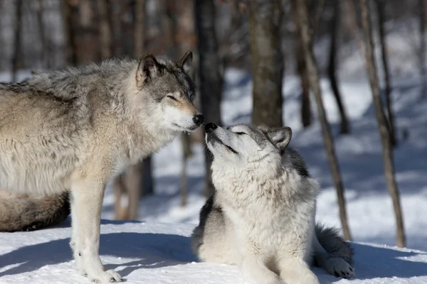 Dos Lobos Madera Lobos Grises Canis Lupus Aislado Sobre Fondo —  Fotos de Stock